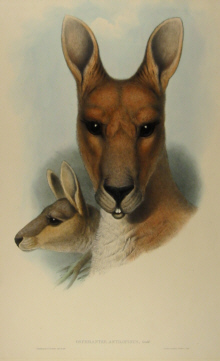 John Gould's The Mammals of Australia